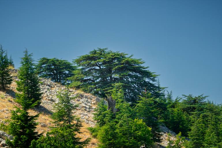 Original Landscape Photography by Abdulrahman Ghalayini | Contemporary Art on Paper | Guardian of the Hillside