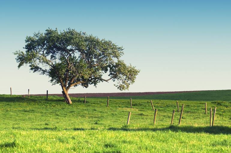 Tree in Field Photography by Shaun Lowe | Saatchi Art