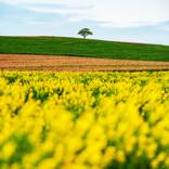 Amongst The Yellow by Shaun Lowe