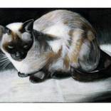 Siamese Allergies by Keith Chong
