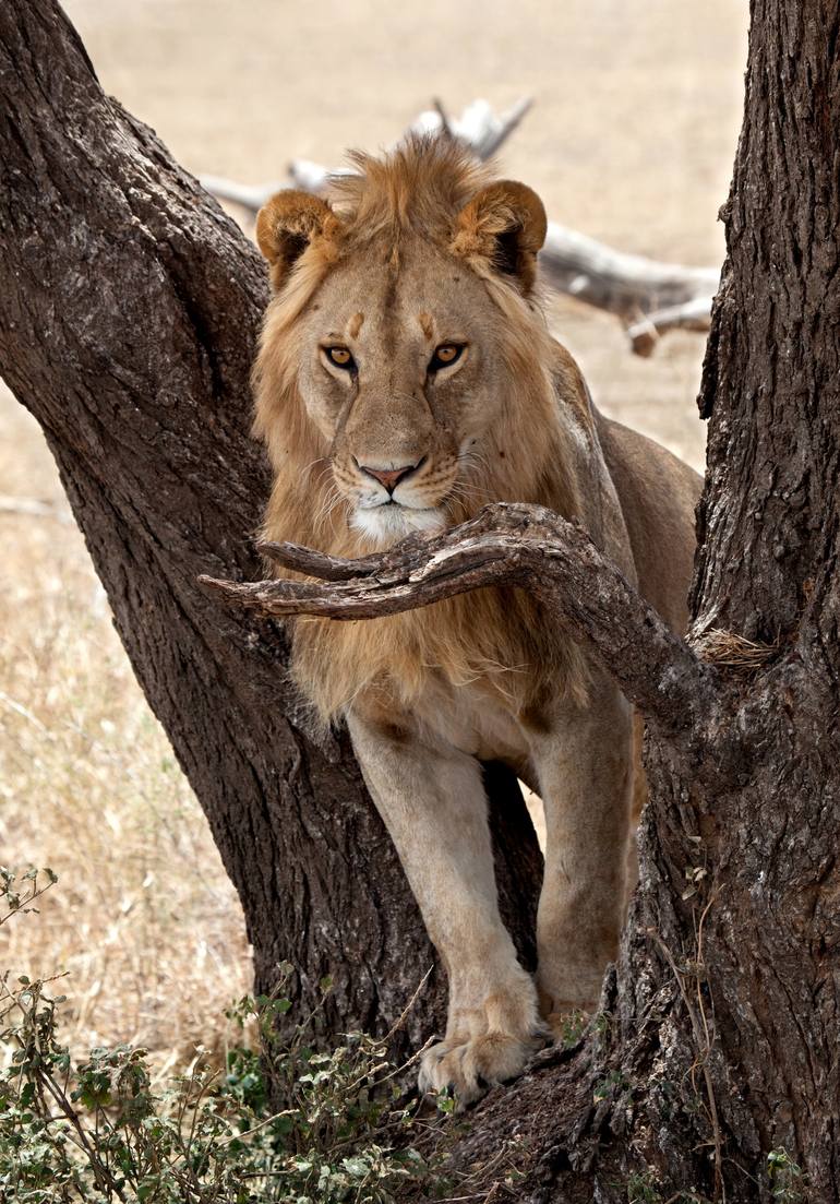Original Animal Photography by Sergey Agapov | Symbolism Art on Acrylic | Great Guardian of the Serengeti