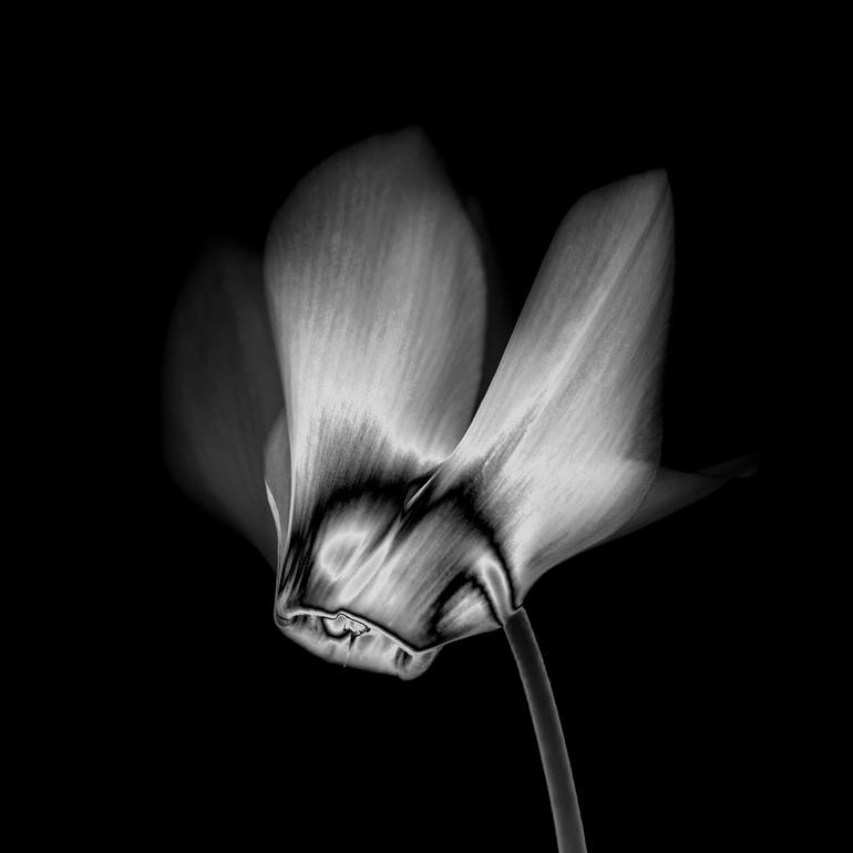 Original Minimalism Floral Photography by Massimo Gardone
