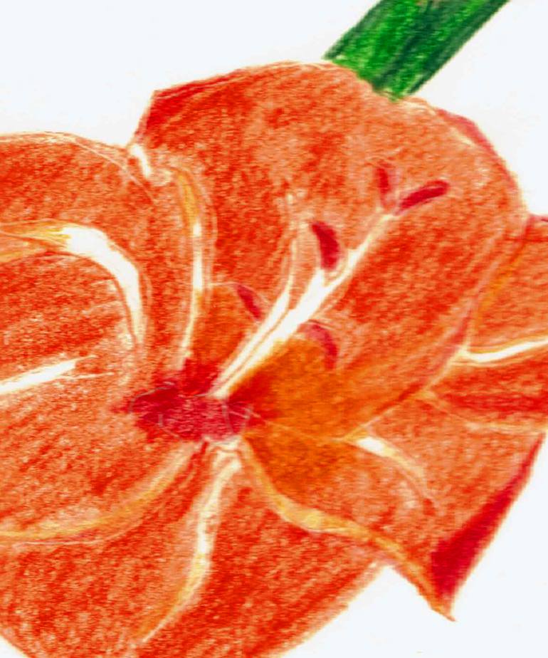 Original Illustration Botanic Drawing by Martina Ledermann