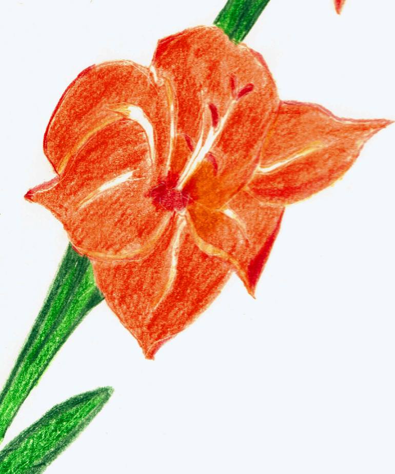Original Illustration Botanic Drawing by Martina Ledermann