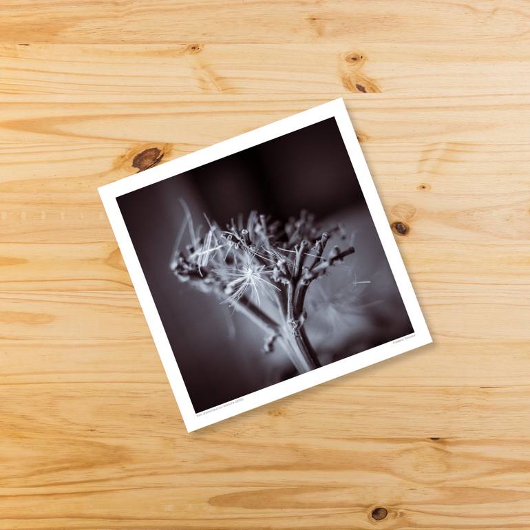 Original Black & White Still Life Photography by Frederic Joncour