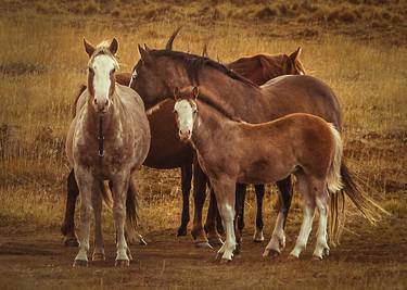 Wild Patagonia's Spirit Photography thumb