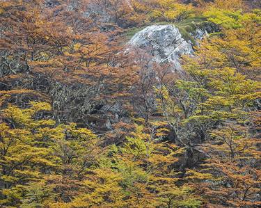 Wilderness Palette, Tierra del Fuego Forest Landscape, Argentina thumb