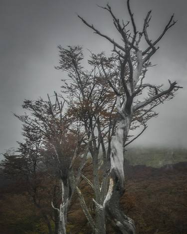 Nature's Resilience: Tierra del Fuego Forest, Argentina thumb