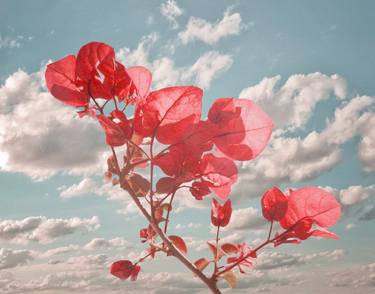 Print of Realism Floral Photography by Daniel Ferreira-Leites Ciccarino