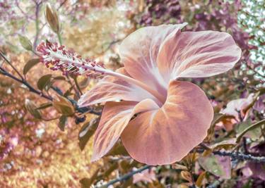 Fantasy Colors Hibiscus Flower Digital Photography thumb