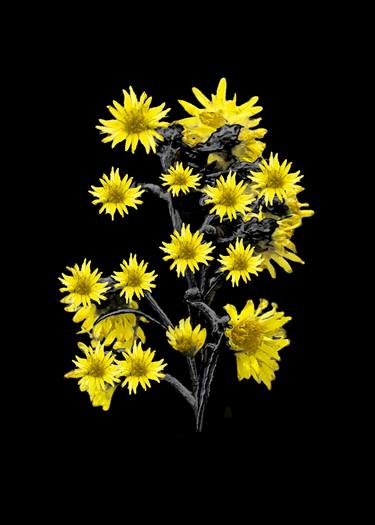 Print of Figurative Floral Photography by Daniel Ferreira-Leites Ciccarino