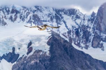 Austral Patagonian Bird Flying thumb