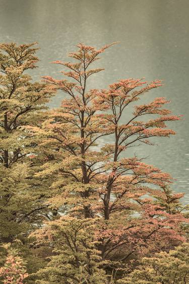 Nature Scene Colored Trees at Glacier Lake- Patagonia Argentina thumb