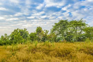 Meadow Tropical Landscape Scene, Guayaquil, Ecuador thumb