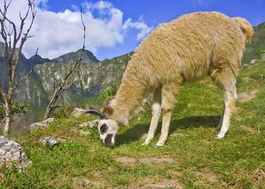 Andean Llama, Macchu Picchu - Peru thumb