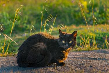 Adult Black Cat at Park thumb