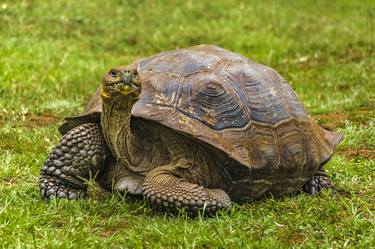 Galapagos Giant Turtle, Ecuador thumb