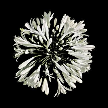White Stylized Radial Flower Artwork thumb