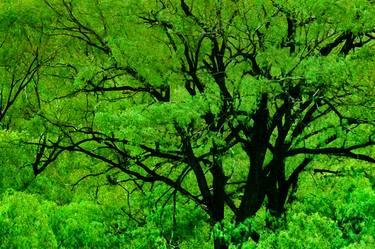 Big Trees, El Leoncito National Park, San Juan Province, Argentina thumb