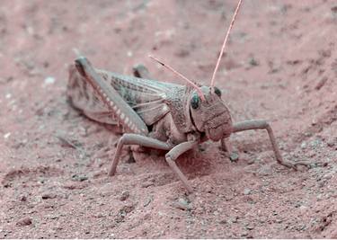 Locust at Ground, Talampaya National Park, La Rioja, Argentina thumb