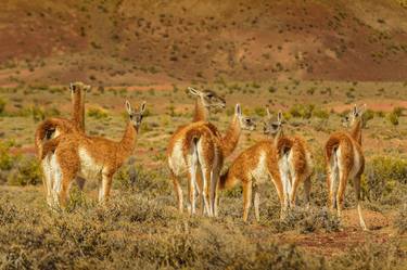 Group of Guanacos at Patagonia Landscape, Santa Cruz, Argentina thumb