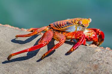 Colored Crab at Galapagos Island thumb