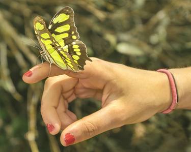 Butterfly Perched on Hand Photo thumb