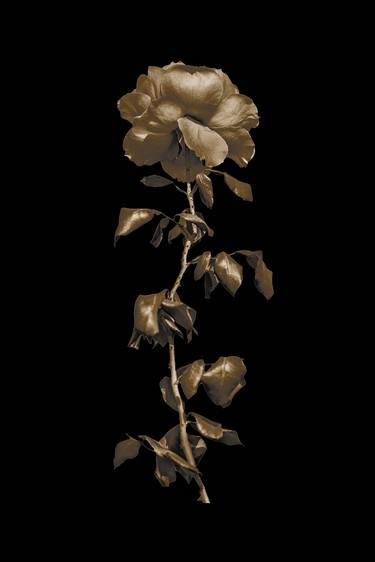 Original Figurative Botanic Photography by Daniel Ferreira-Leites Ciccarino