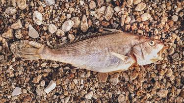 Dead Fish Over Rocky Ground Photo thumb