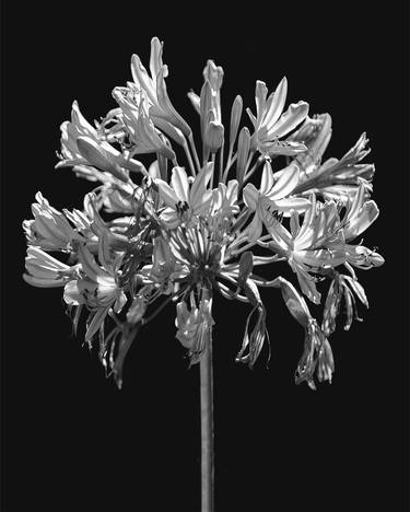 Original Figurative Botanic Photography by Daniel Ferreira-Leites Ciccarino