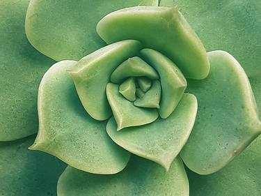 Echeveria Imbricata Closeup Photo thumb