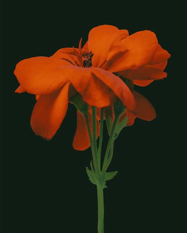 Red Geranium Over Black thumb