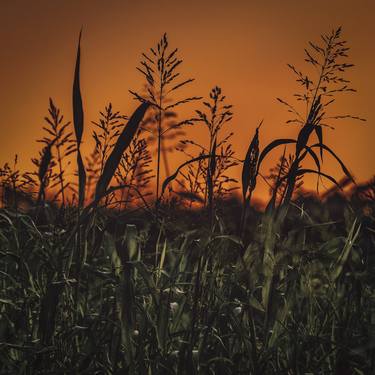 Meadow high contrast landscape thumb