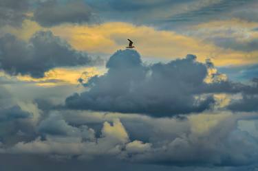 Bird flying over stormy sky thumb