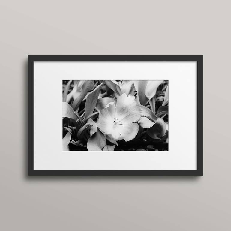 Original Documentary Floral Photography by Angela Fregoso