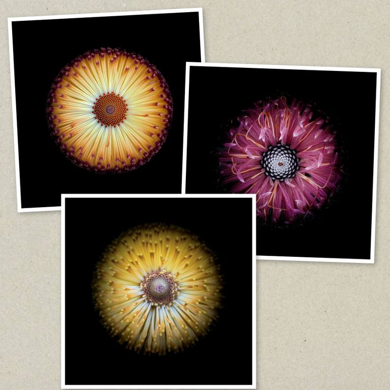 Original Contemporary Botanic Photography by Julia Kalinkina