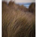 7 November, 2020 - Dillon Beach, California by Jess Steinfelds