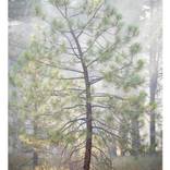 9 October, 2025 -Truckee, California by Jess Steinfelds