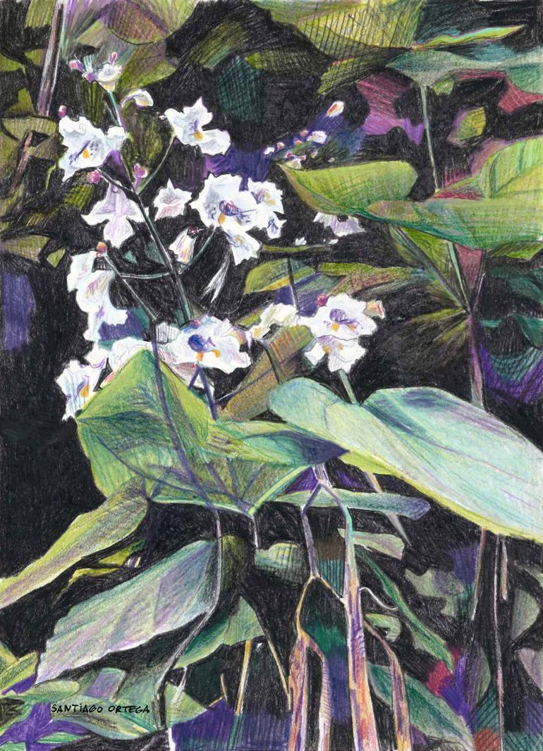 Original  Drawing by santiago ortega