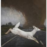 white deer by Michael Foulkrod