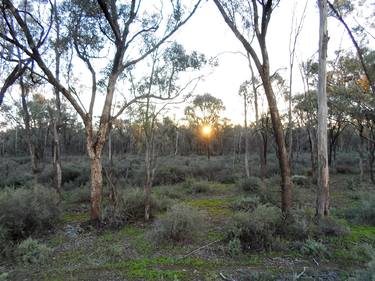 semi-arid blackbox chenopod woodland winter sunset Mallan district NSW thumb