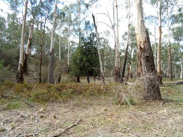 Riparian Forest, Laughing Waters thumb