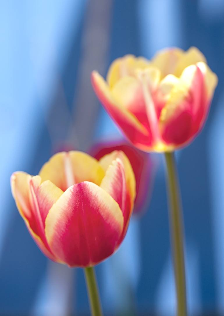 Original Floral Photography by Gregory Johnston | Contemporary Art on Paper | Two yellow and pink tulips.
