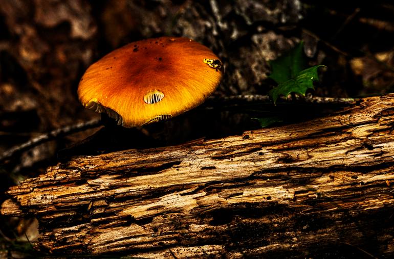 Original  Photography by david huntzinger