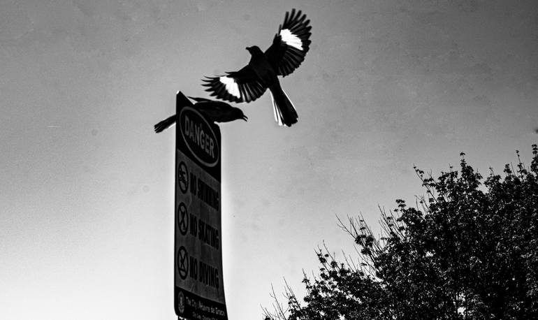 Mocking the Danger Original Photography by david huntzinger