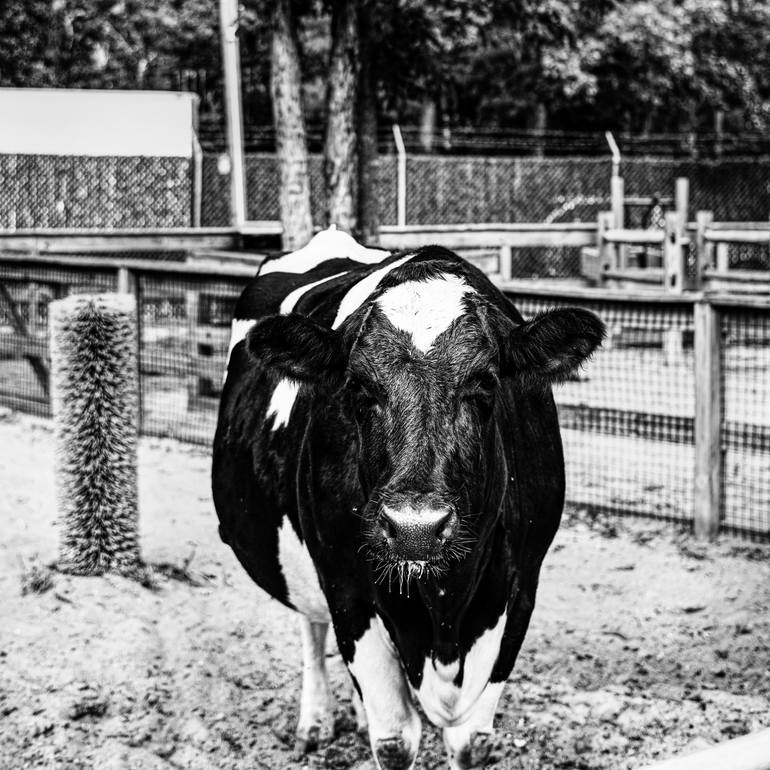Original  Photography by david huntzinger
