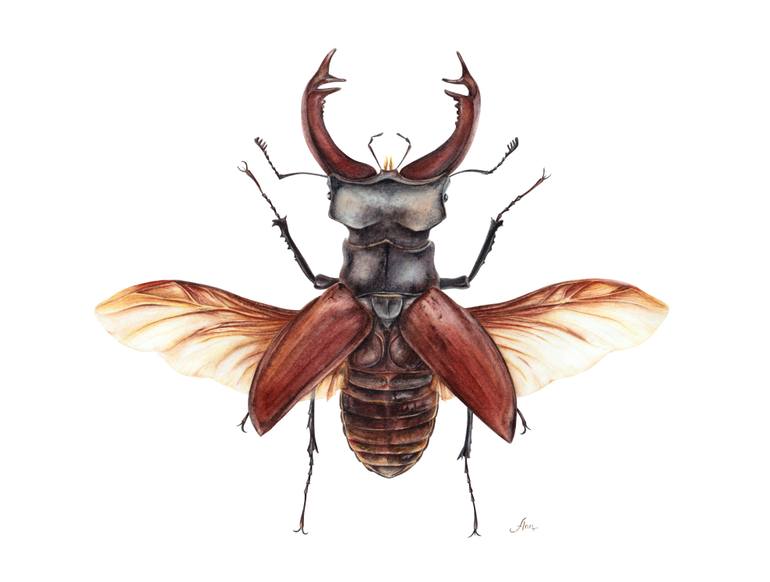 Stag Beetle (Lucanus cervus) Painting by Hanna Hryhorenko | Saatchi Art ...