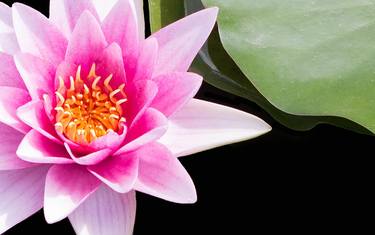 Pink Water Lily and Leaf thumb