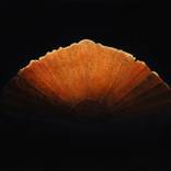 Spanish Fan II. by Peter Lenkey-Toth