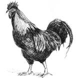 Rooster by Gamze Olgun